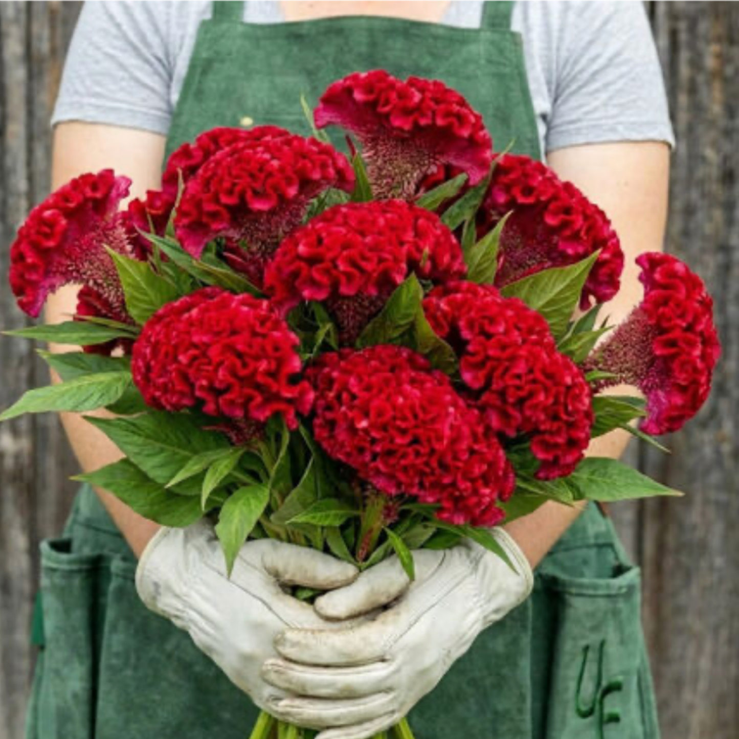 Celosia Chief Red Seeds Namibia