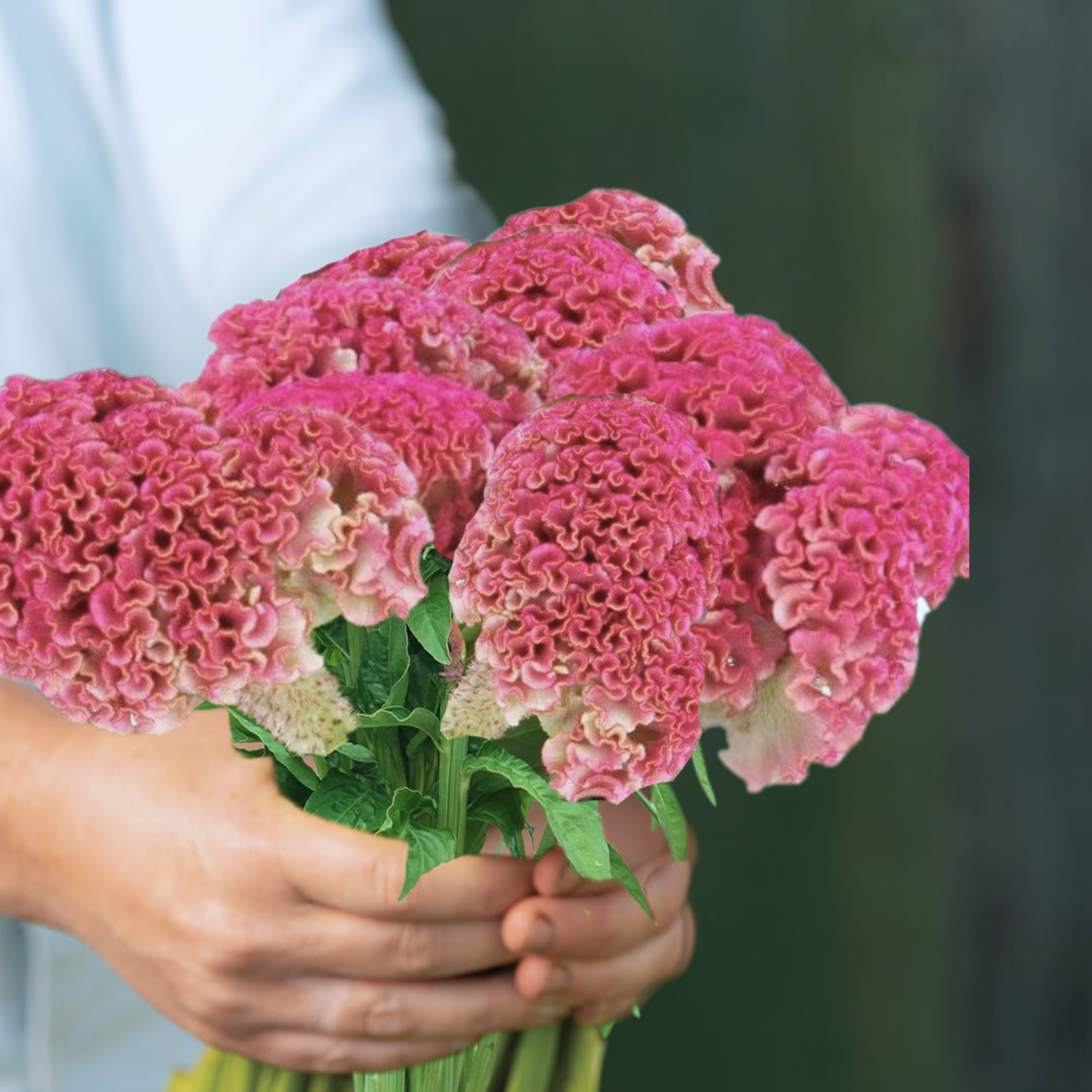 Celosia Chief Rose Seeds Namibia