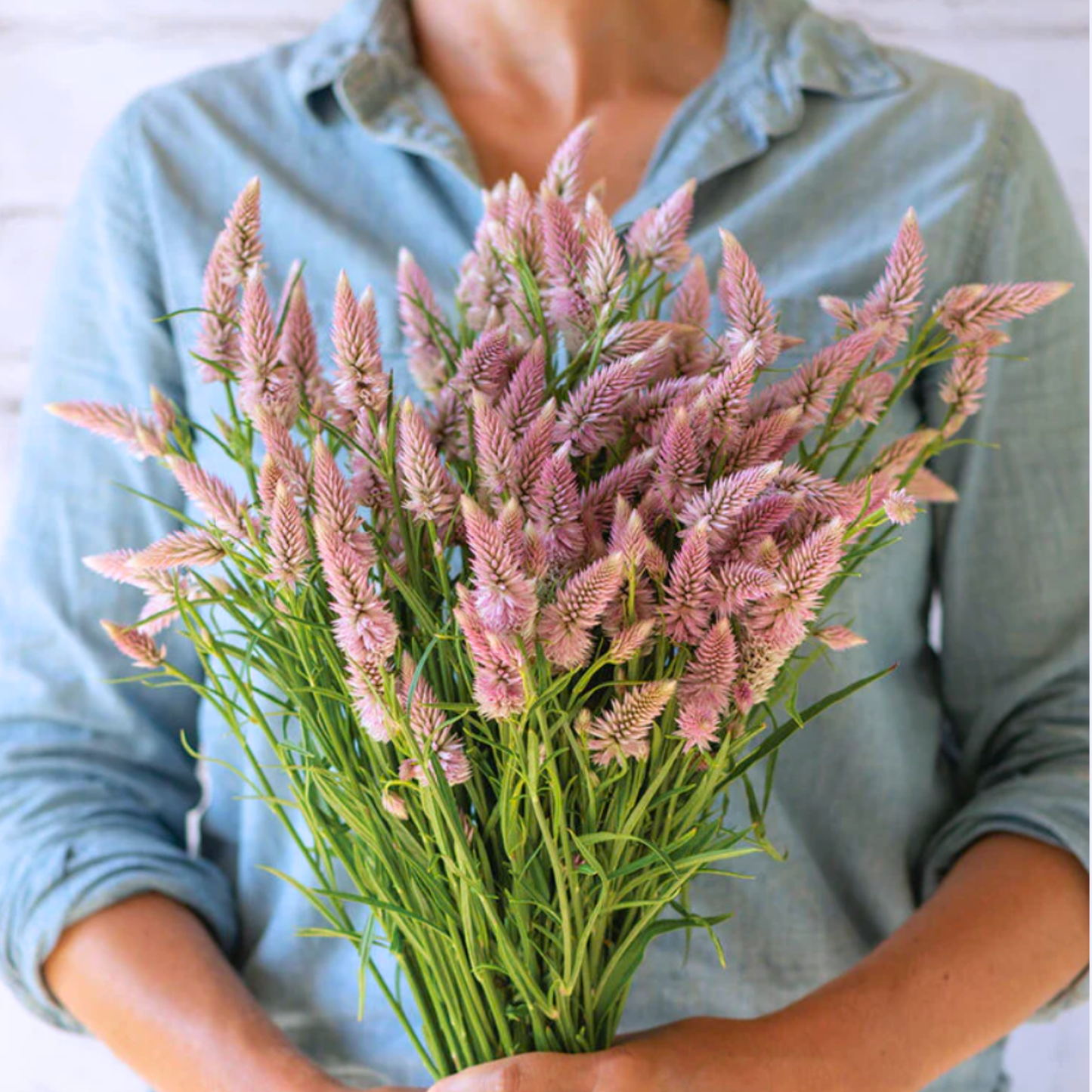 Celosia Flamingo Feather Seeds Namibia