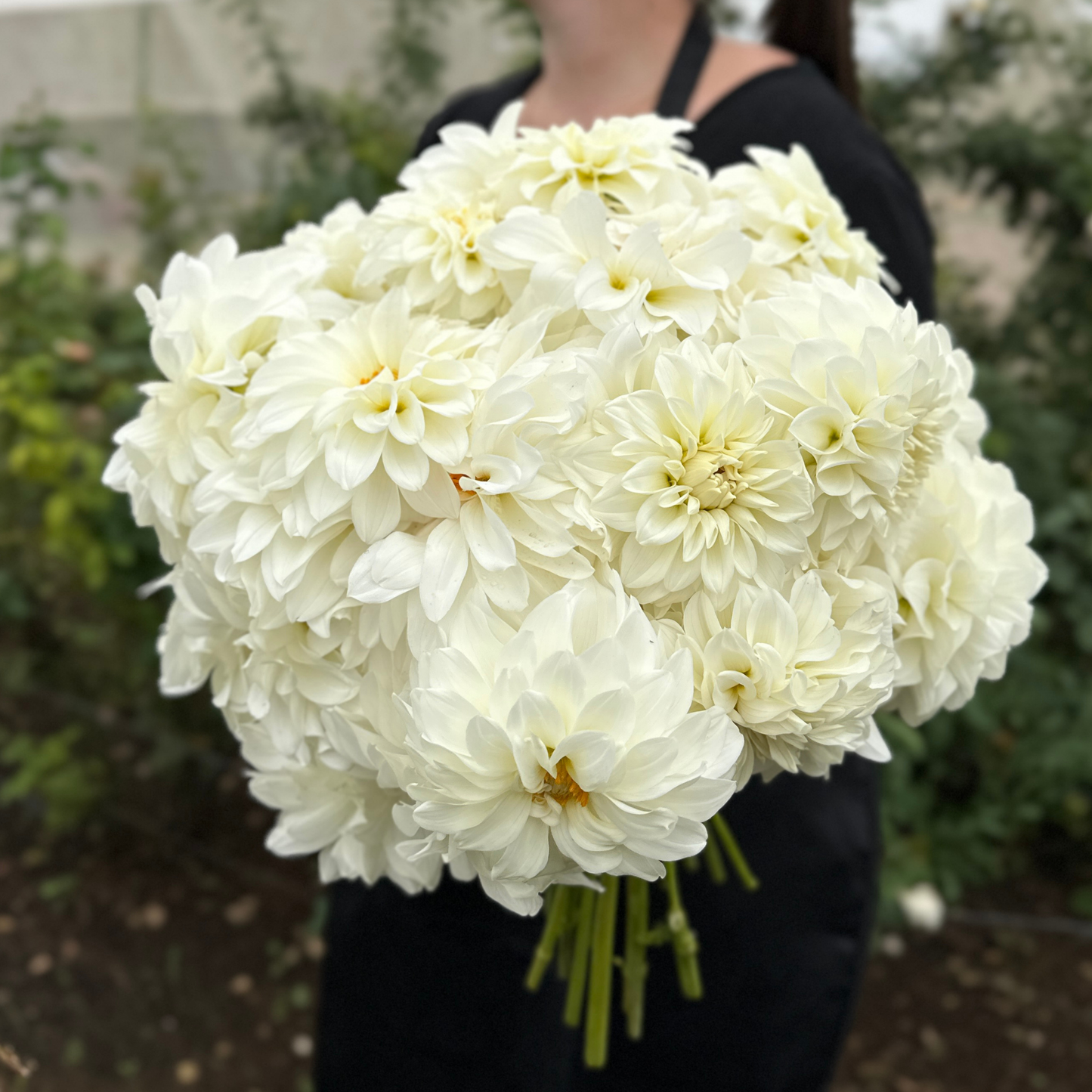 Centre Court Dahlia Tuber | Namibia