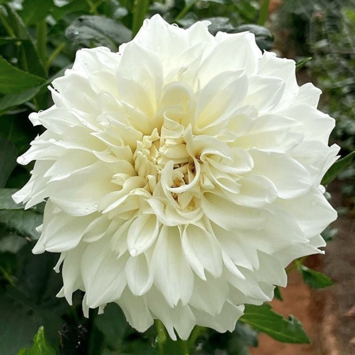 Centre Court Dahlia Tuber | Namibia