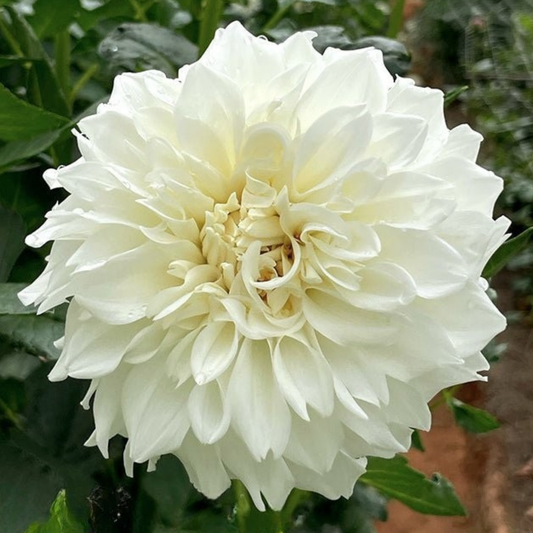 Centre Court Dahlia Tuber | Namibia