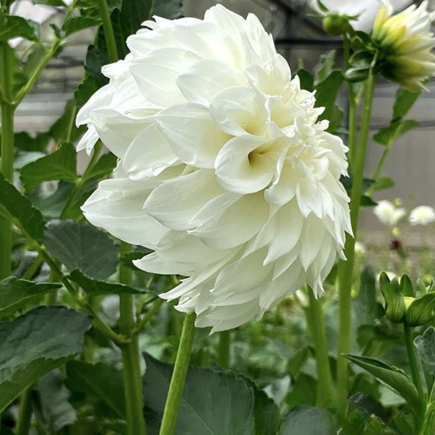 Centre Court Dahlia Tuber | Namibia