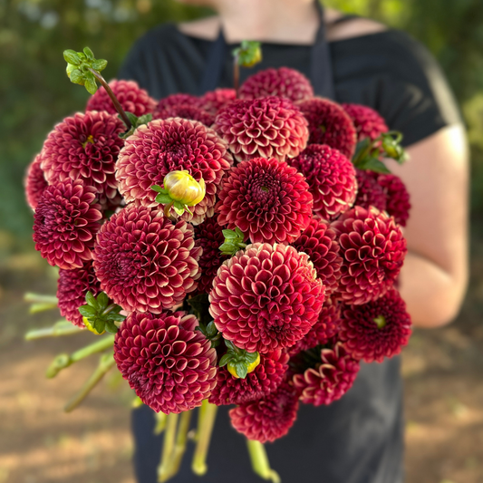 Copper Dahlia Tuber | Namibia