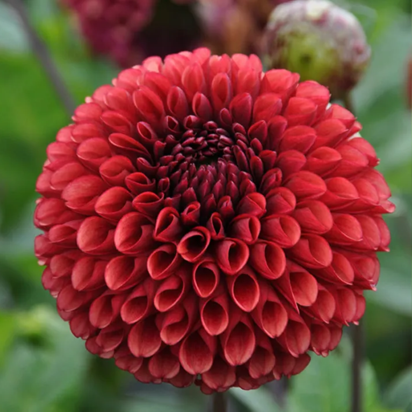 Copper Dahlia Tuber | Namibia