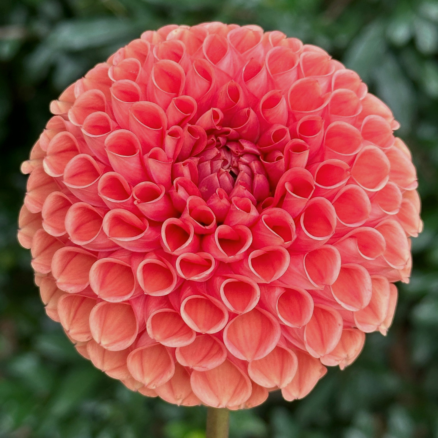 Cornel Bronze Dahlia Tuber | Namibia