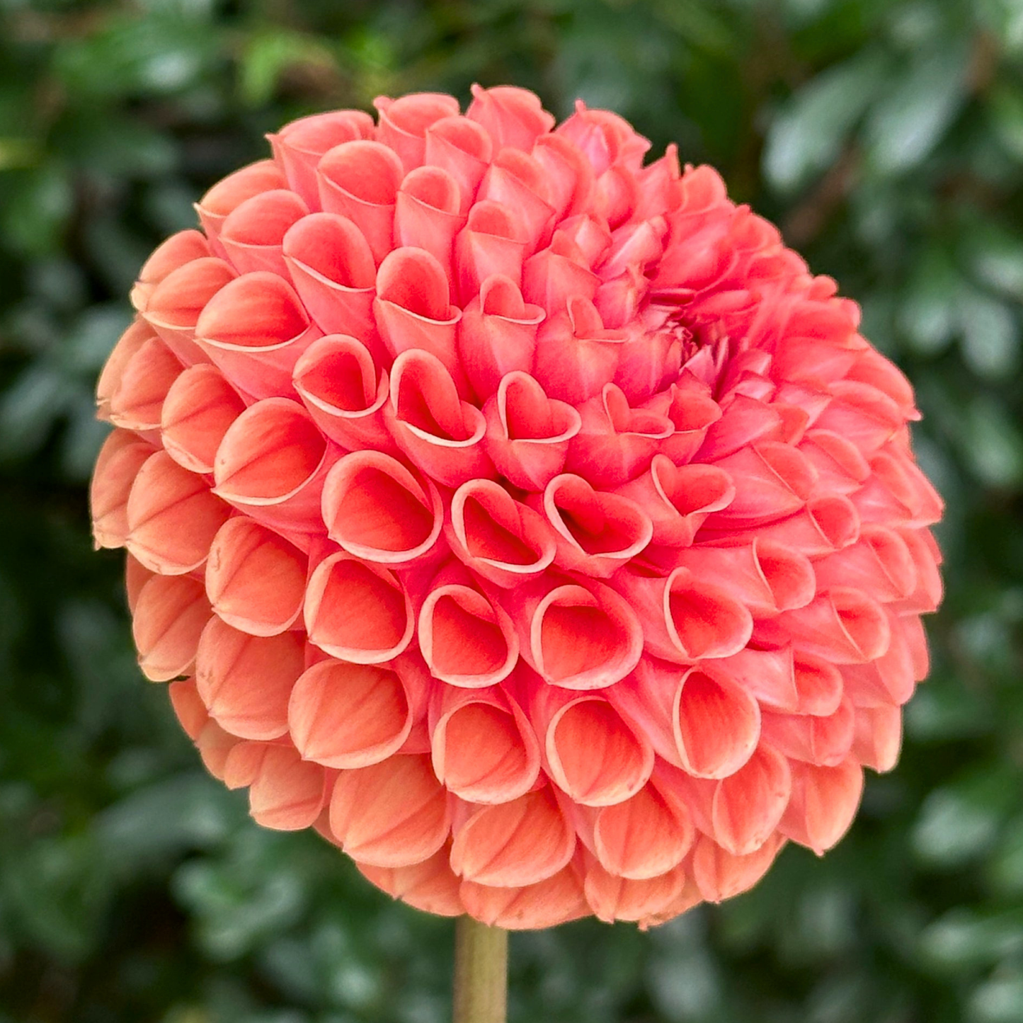 Cornel Bronze Dahlia Tuber | Namibia