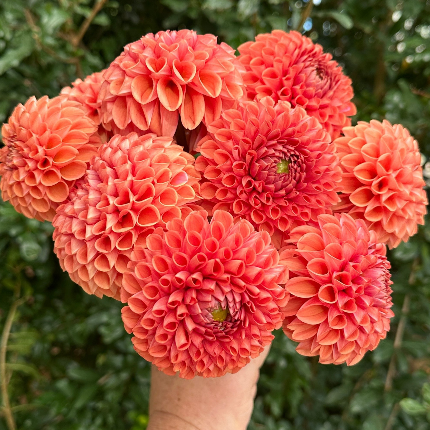 Cornel Bronze Dahlia Tuber | Namibia