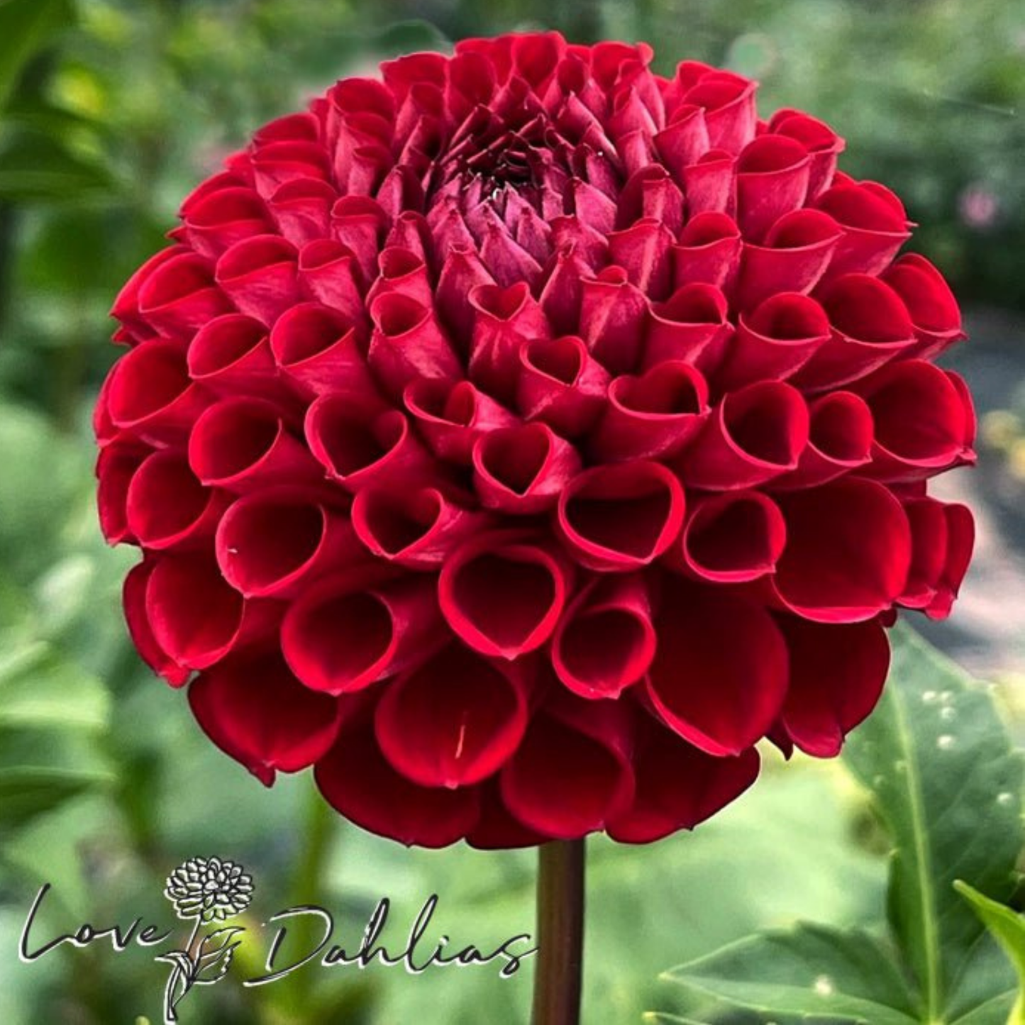 Cornel Red Dahlia Tuber | Namibia