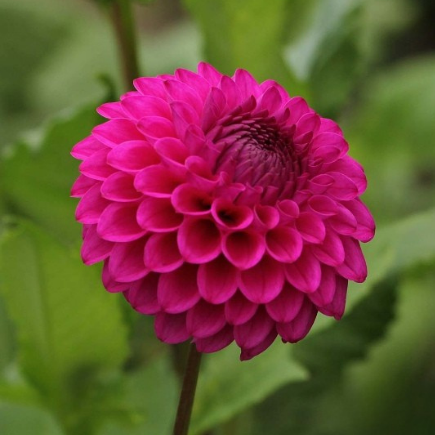 Cryfield Harmony Dahlia Tuber | Namibia