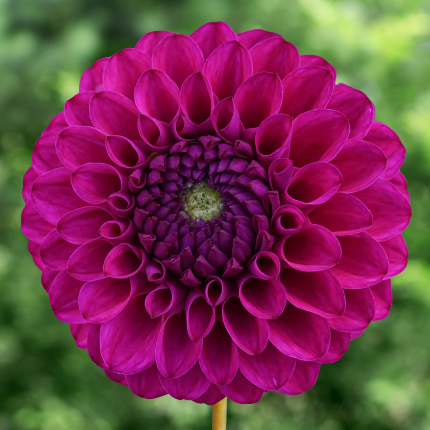 Cryfield Harmony Dahlia Tuber | Namibia