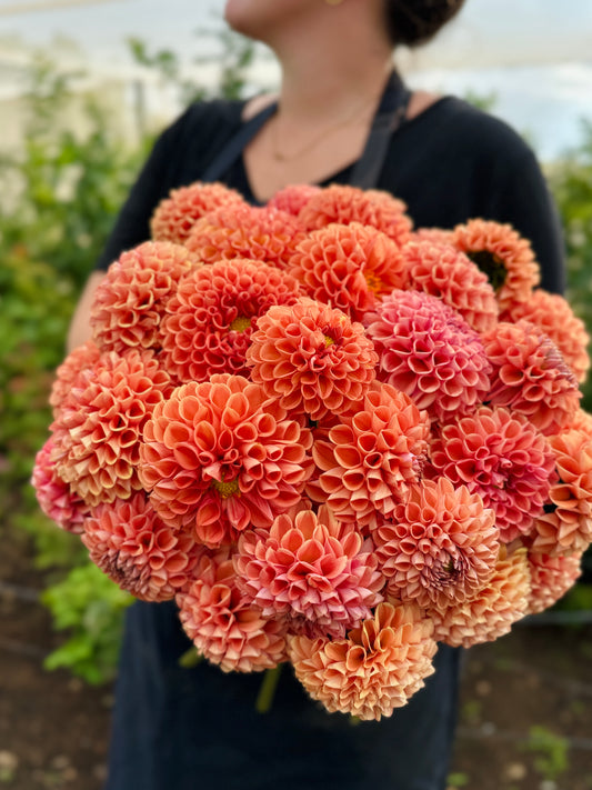 Cornel Bronze Dahlia Tuber