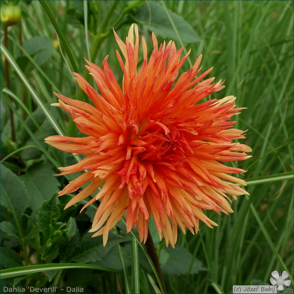 Mevrouw Clement Andries Dahlia Tuber | Namibia