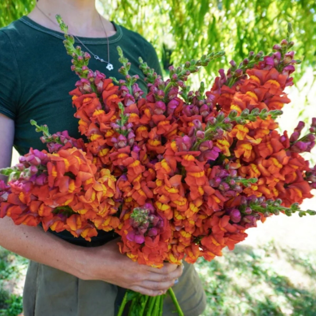 Snapdragon Potomac Dark Orange Seeds Namibia