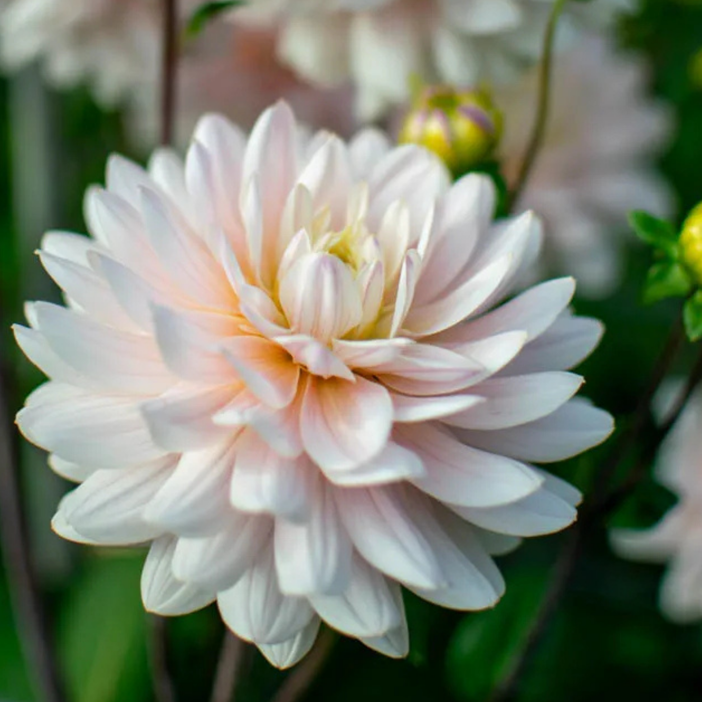 Diana's Memory Dahlia Tuber | Namibia