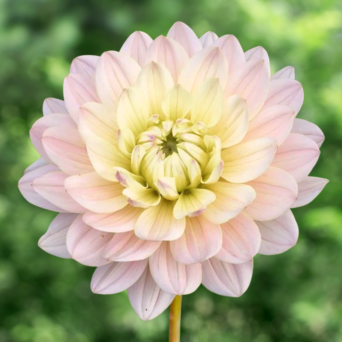 Diana's Memory Dahlia Tuber | Namibia