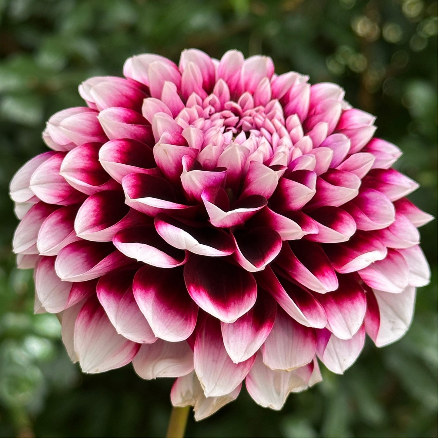 Edinburgh Dahlia Tuber | Namibia