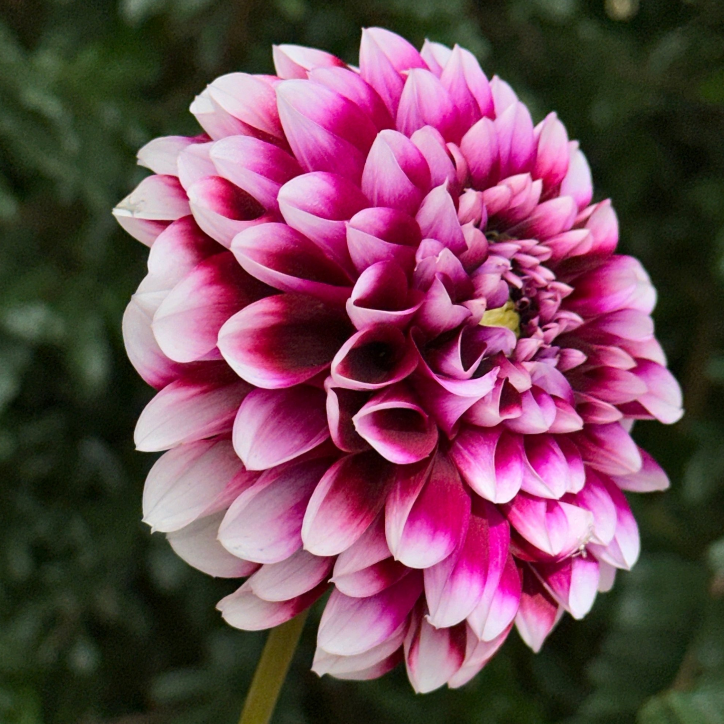 Edinburgh Dahlia Tuber | Namibia