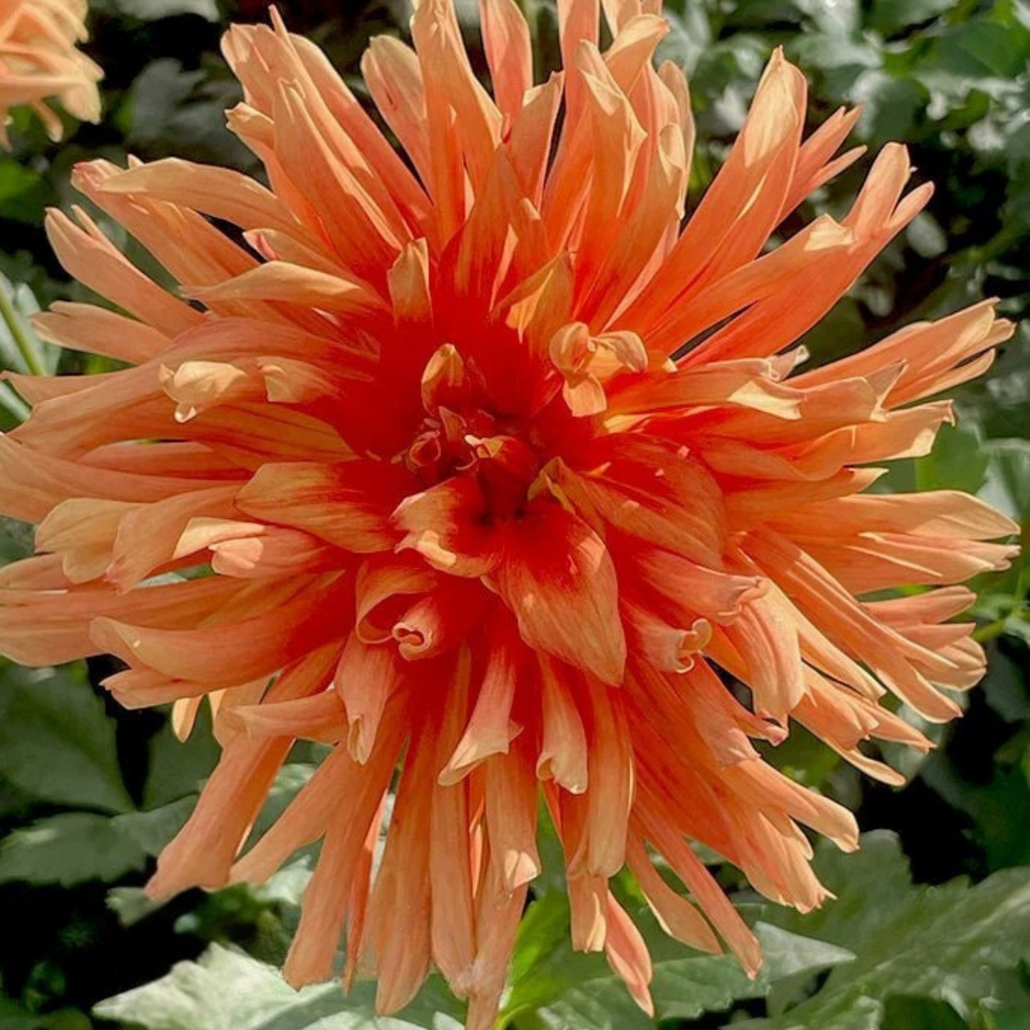 Fanta O Dahlia Tuber | Namibia