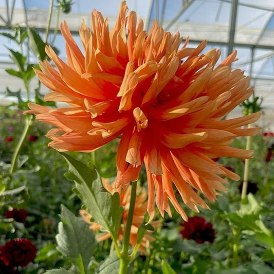 Fanta O Dahlia Tuber | Namibia