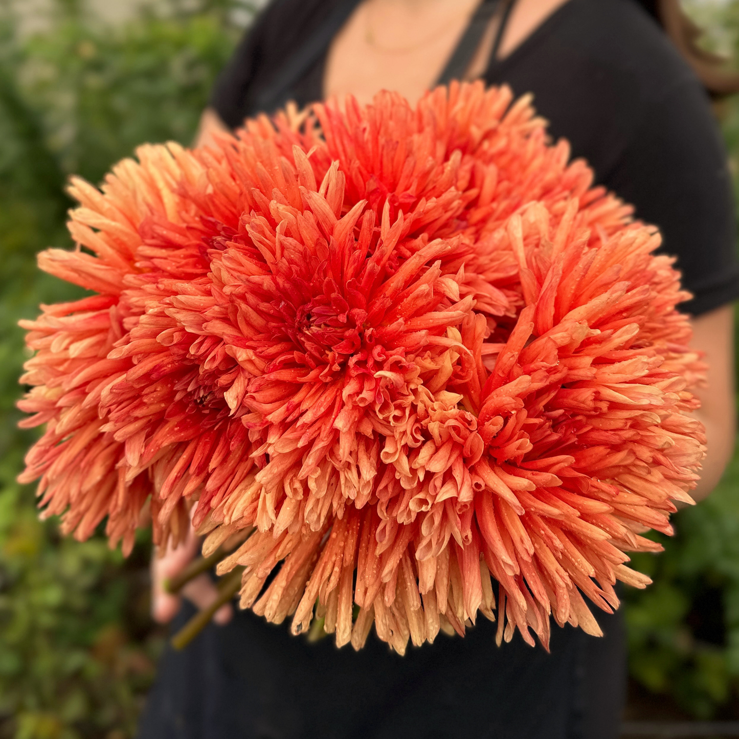 Fanta O Dahlia Tuber | Namibia