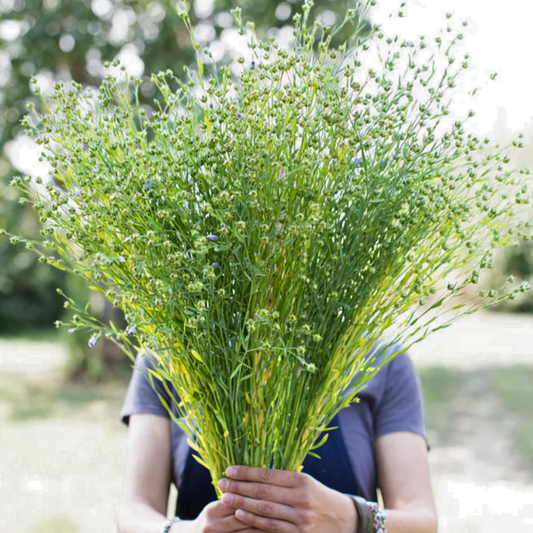 Flax ‘Bubble Grass’ Seeds Namibia