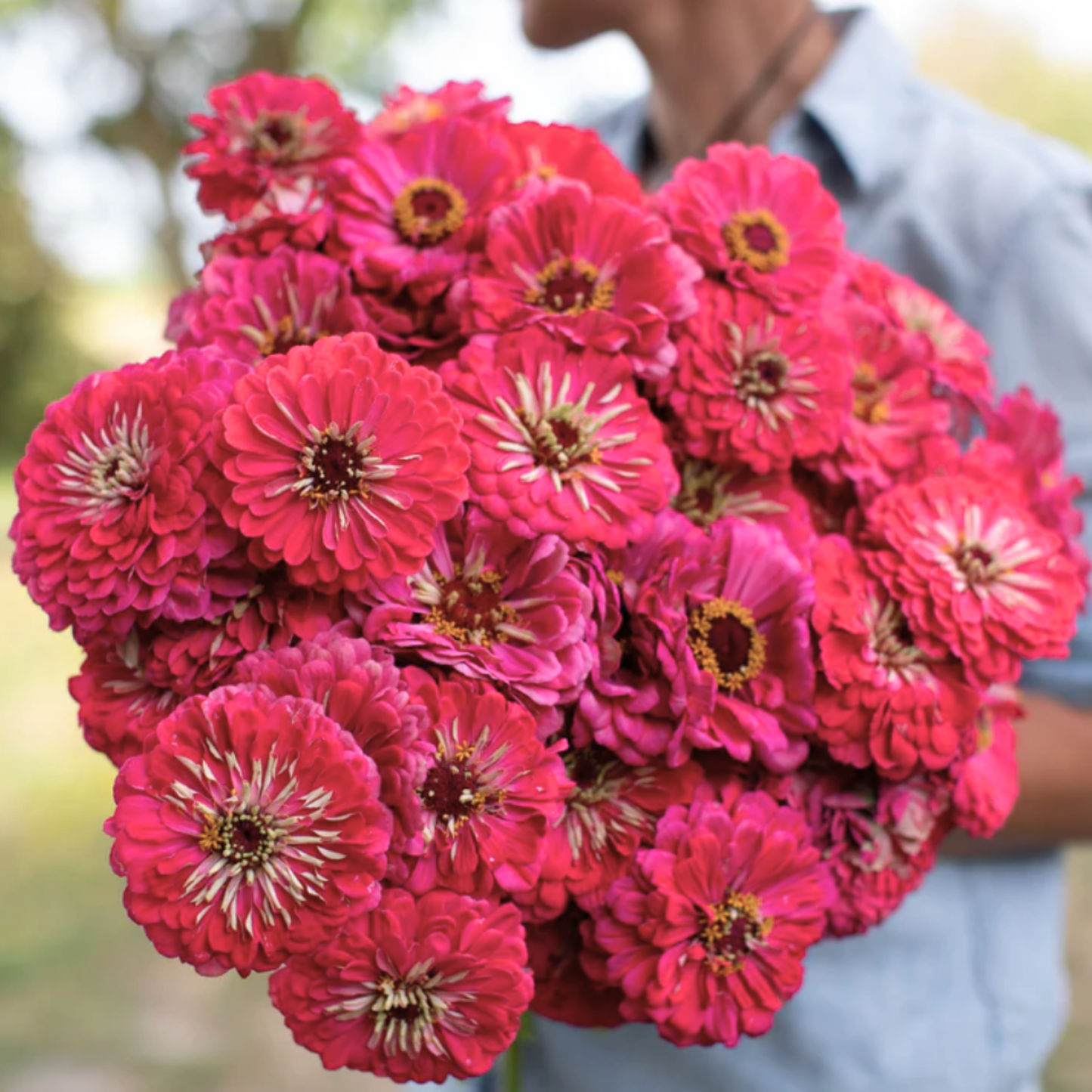 Zinnia Giant Carmine Seeds Namibia