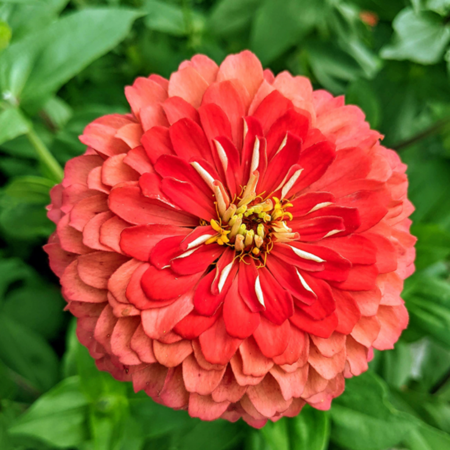 Zinnia Giant Coral Seeds Namibia