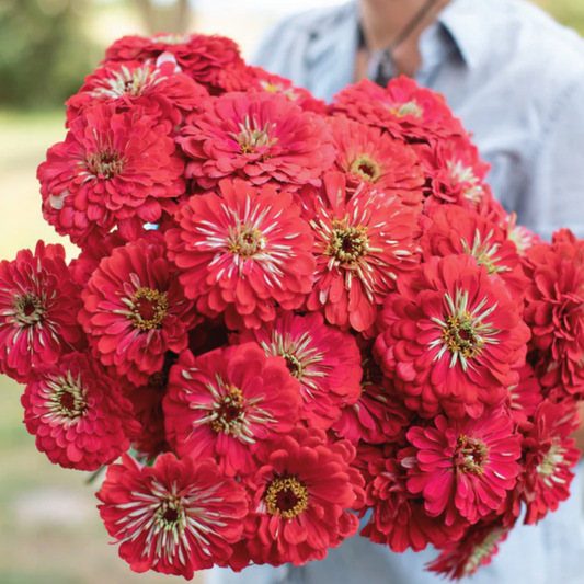 Zinnia Giant Coral Seeds Namibia