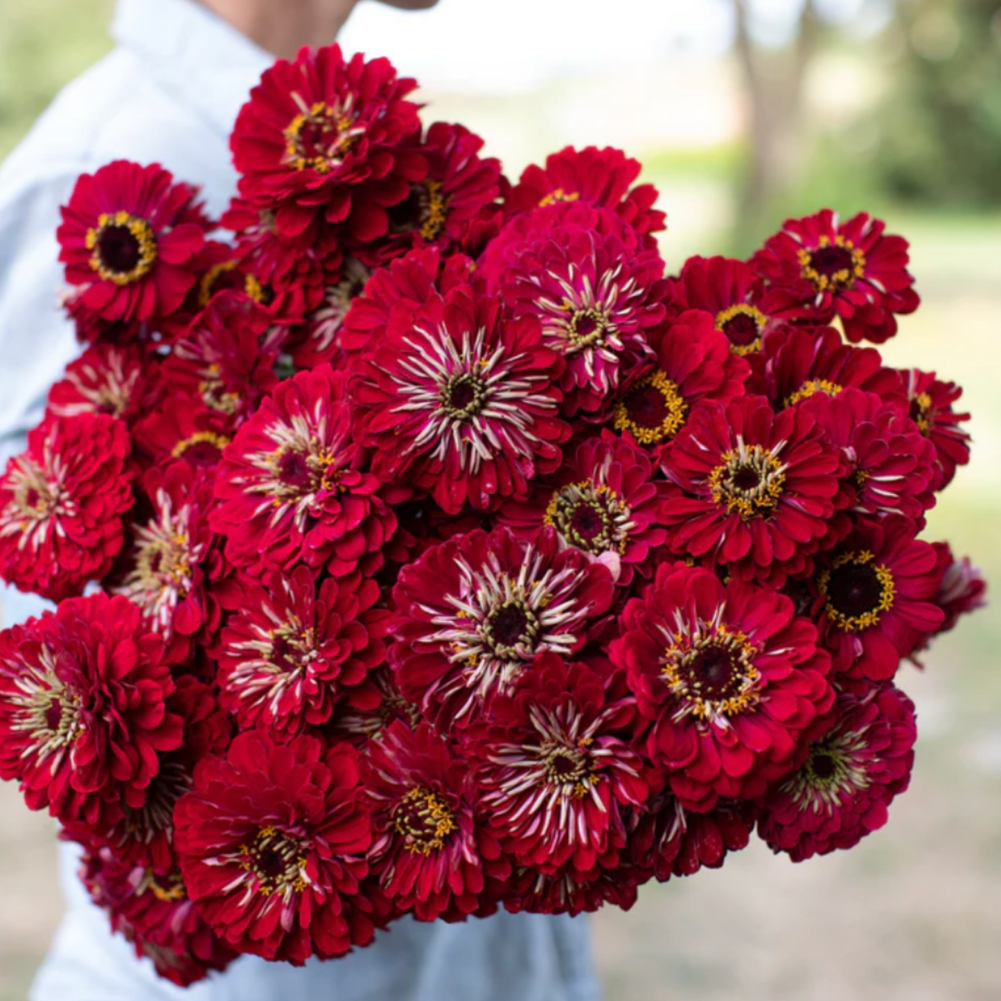 Zinnia Giant Deep Red Seeds Namibia