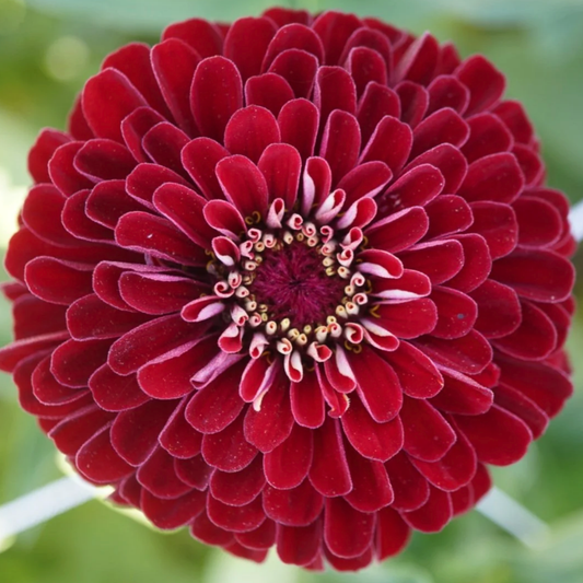 Zinnia Giant Deep Red Seeds Namibia
