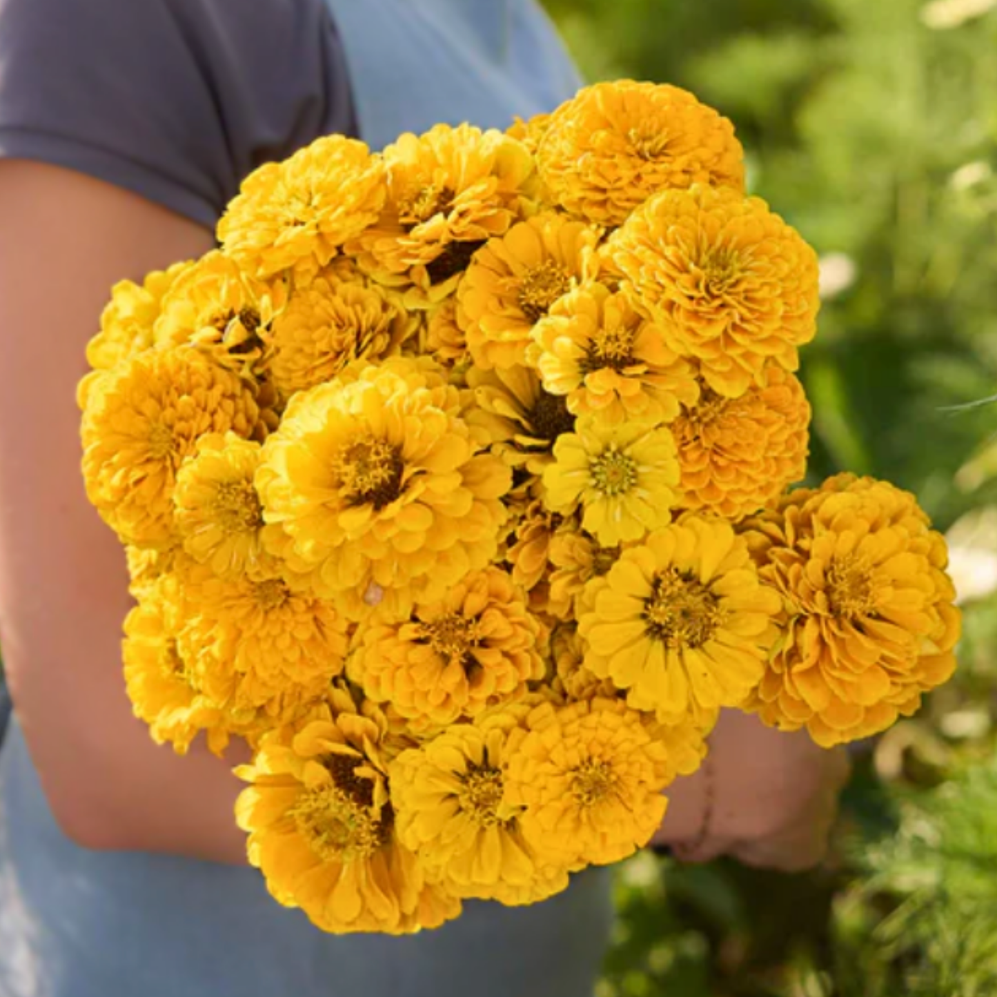 Zinnia Giant Golden Yellow Seeds Namibia