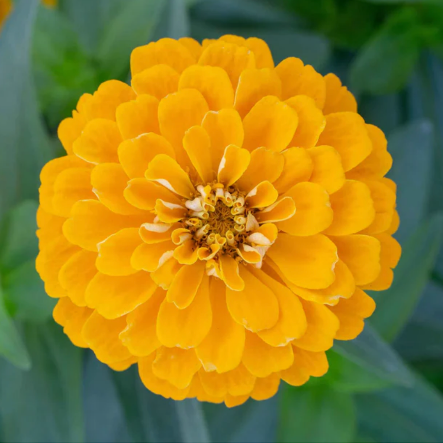 Zinnia Giant Golden Yellow Seeds Namibia