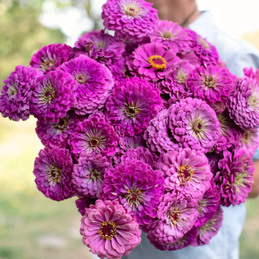 Zinnia Giant Lilac Seeds Namibia