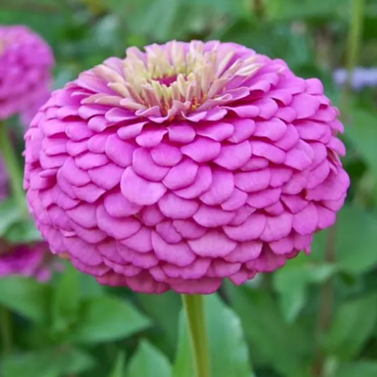 Zinnia Giant Lilac Seeds Namibia