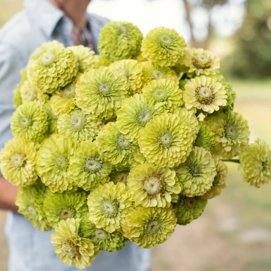 Zinnia Giant Lime Seeds Namibia