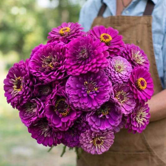 Zinnia Giant Purple Seeds Namibia
