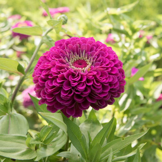Zinnia Giant Purple Seeds Namibia