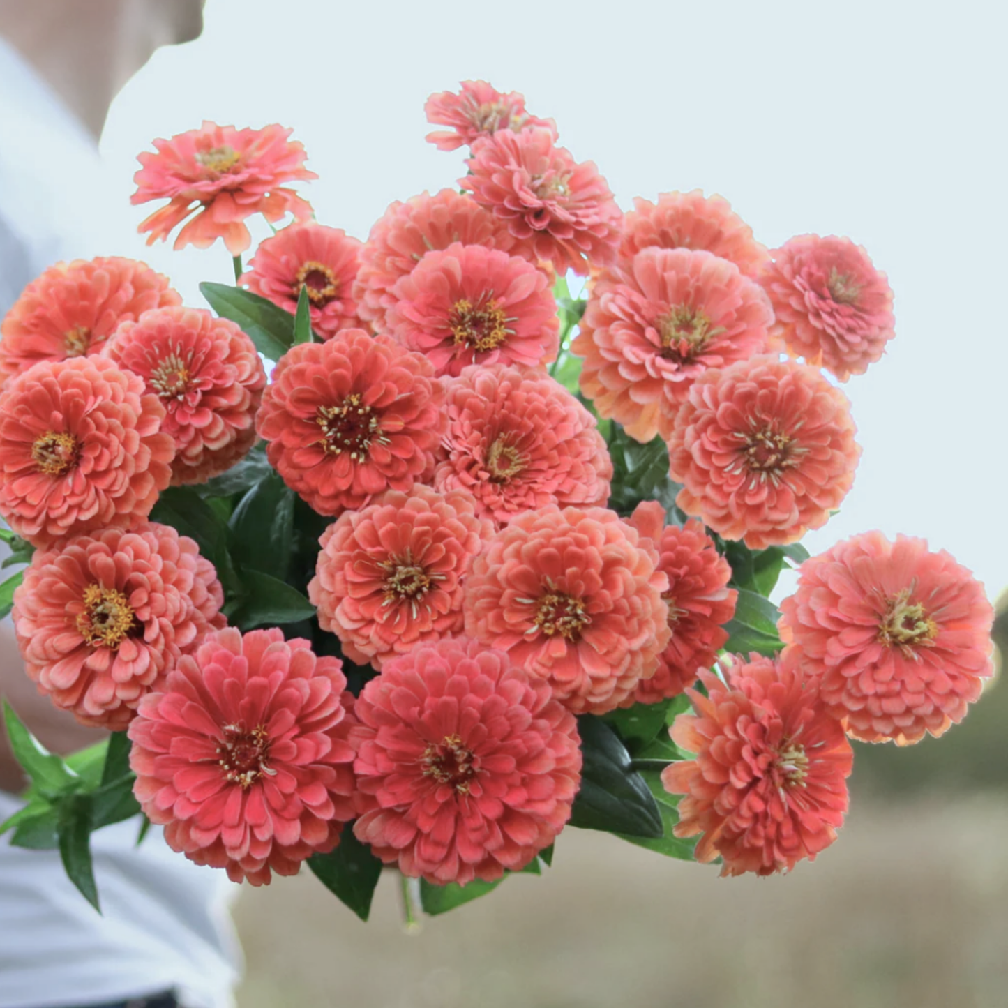 Zinnia Giant Salmon Rose Seeds Namibia