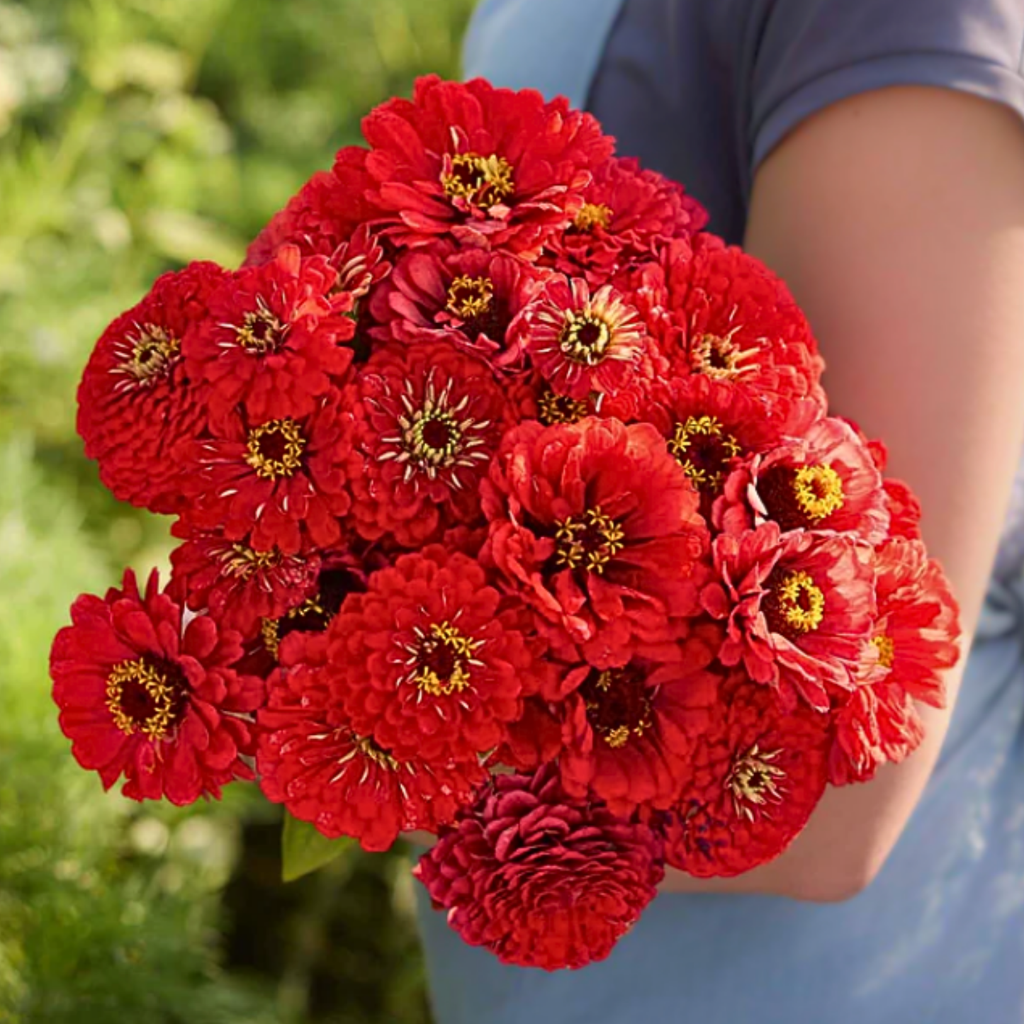 Zinnia Giant Scarlet Seeds Namibia