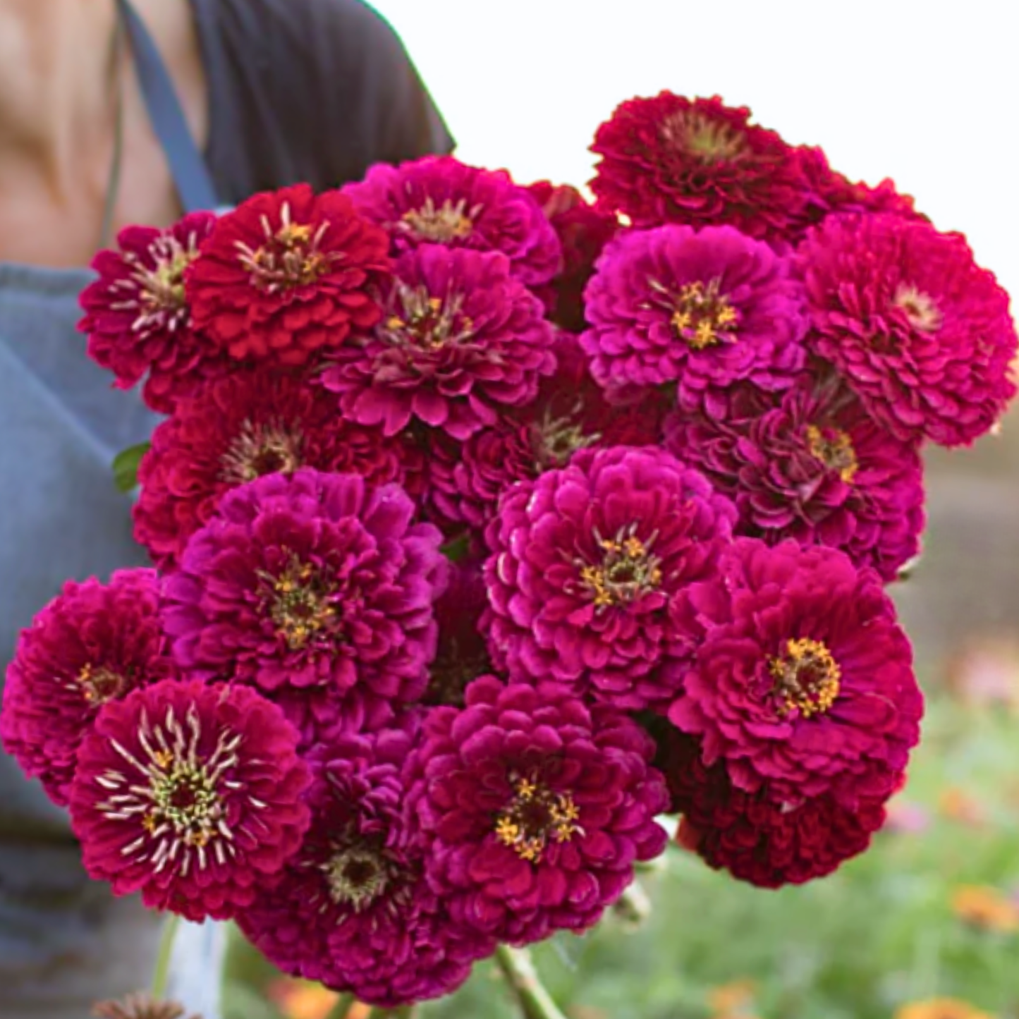 Zinnia Giant Wine Seeds Namibia