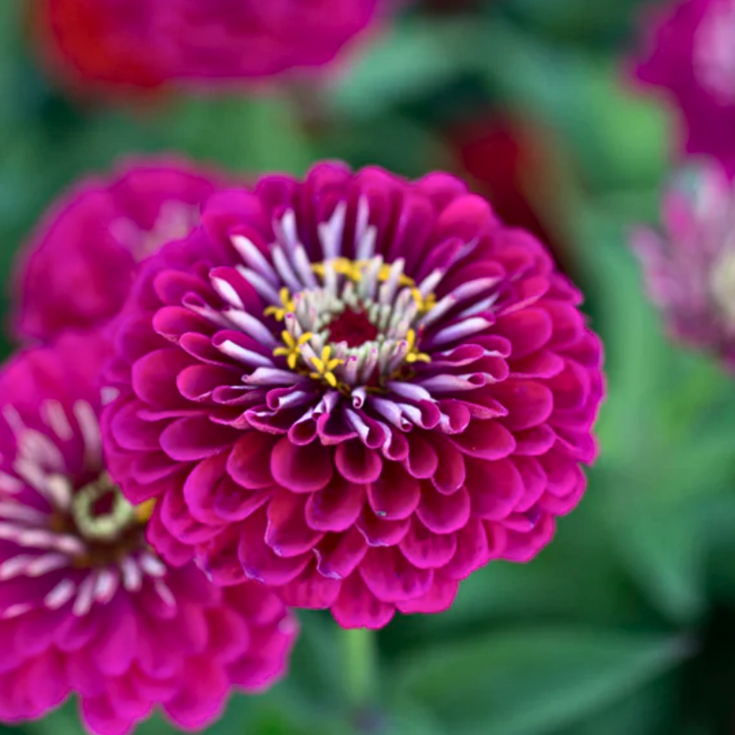 Zinnia Giant Wine Seeds Namibia