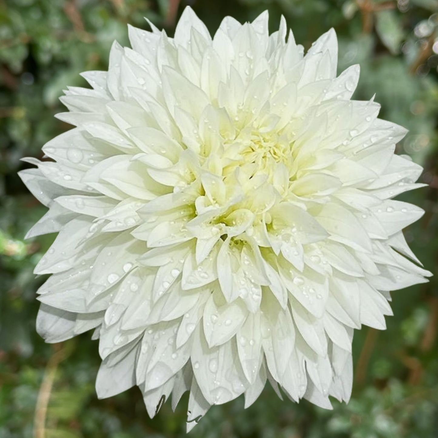 Gitts Attention Dahlia Tuber | Namibia