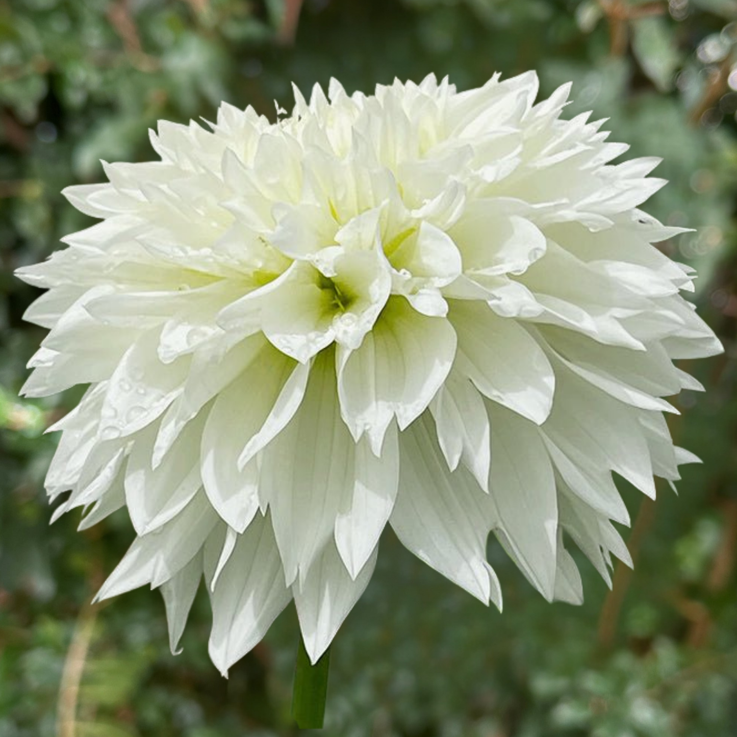 Gitts Attention Dahlia Tuber | Namibia