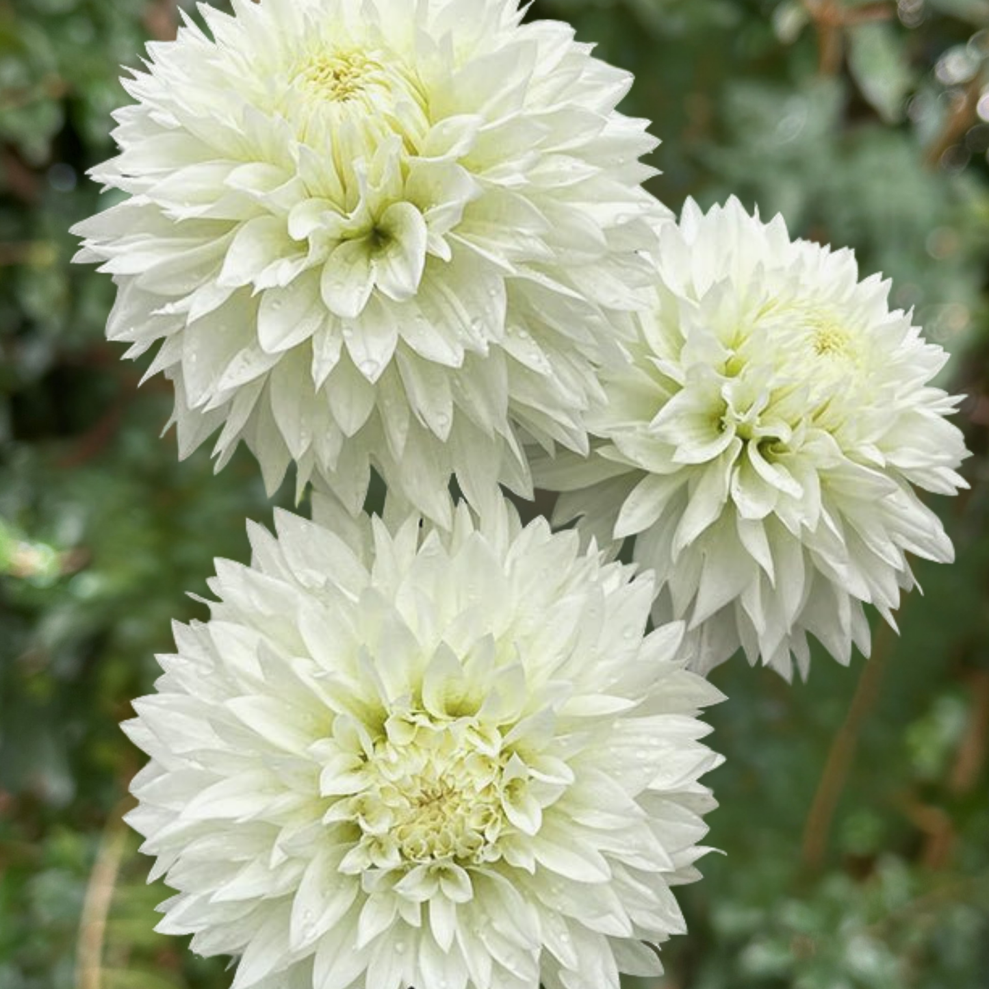Gitts Attention Dahlia Tuber | Namibia