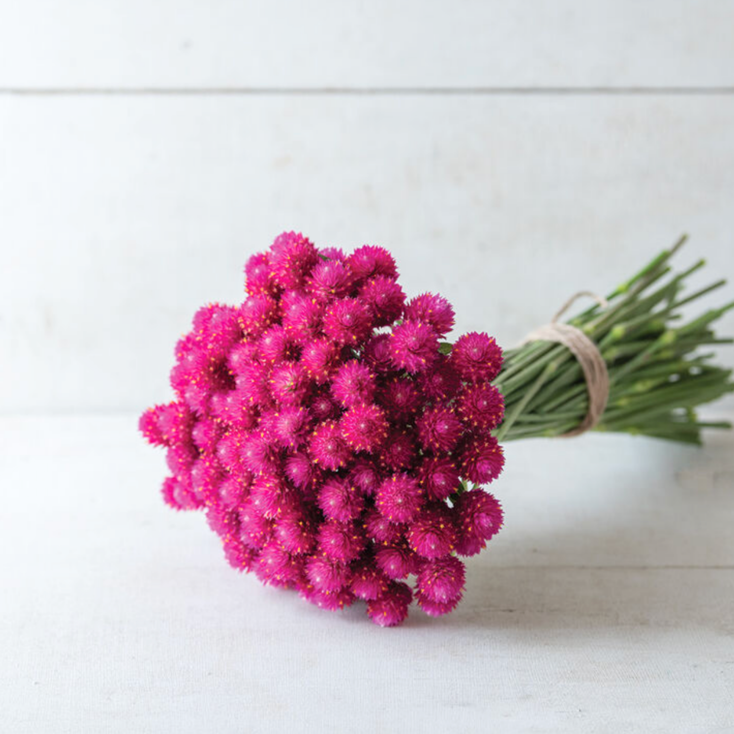Gomphrena QIS Carmine Seed Namibia