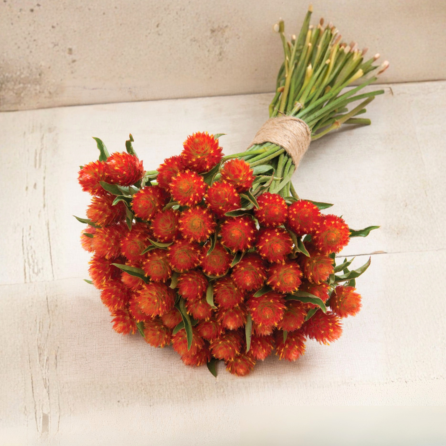 Gomphrena QIS Orange  Seed Namibia