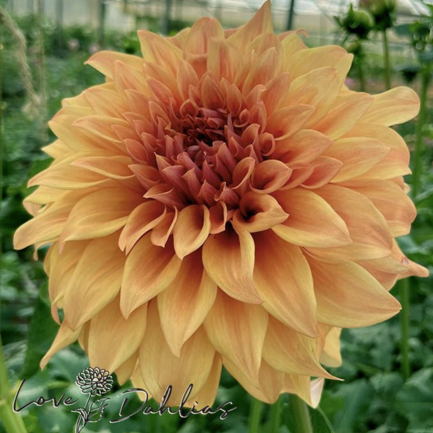 Hercules Dahlia Tuber | Namibia