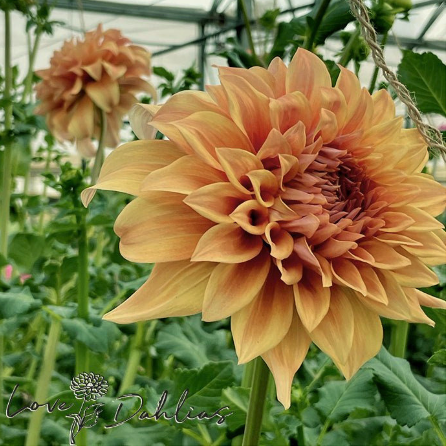 Hercules Dahlia Tuber | Namibia