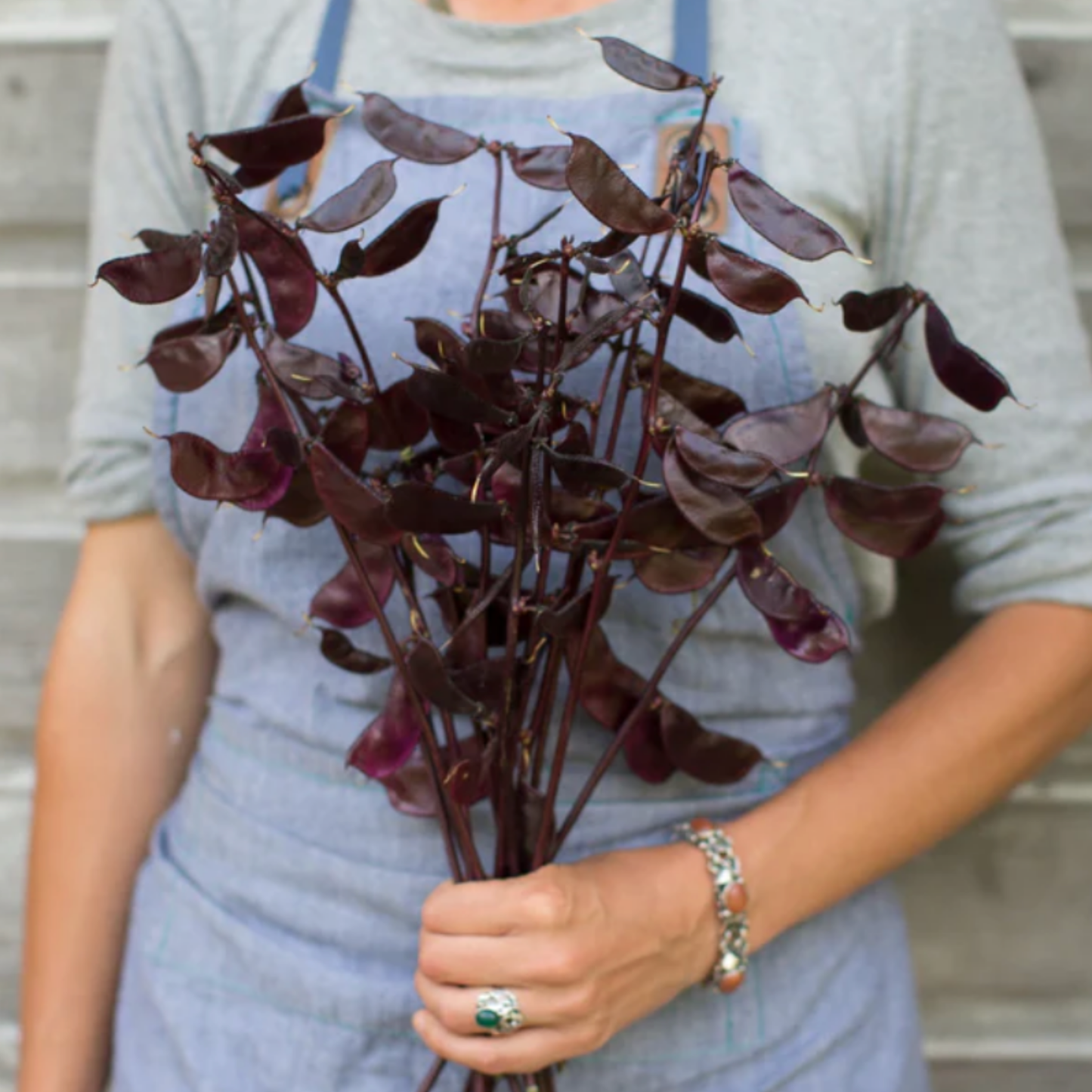 Hyacinth Bean ‘Ruby Moon’ Seeds Namibia